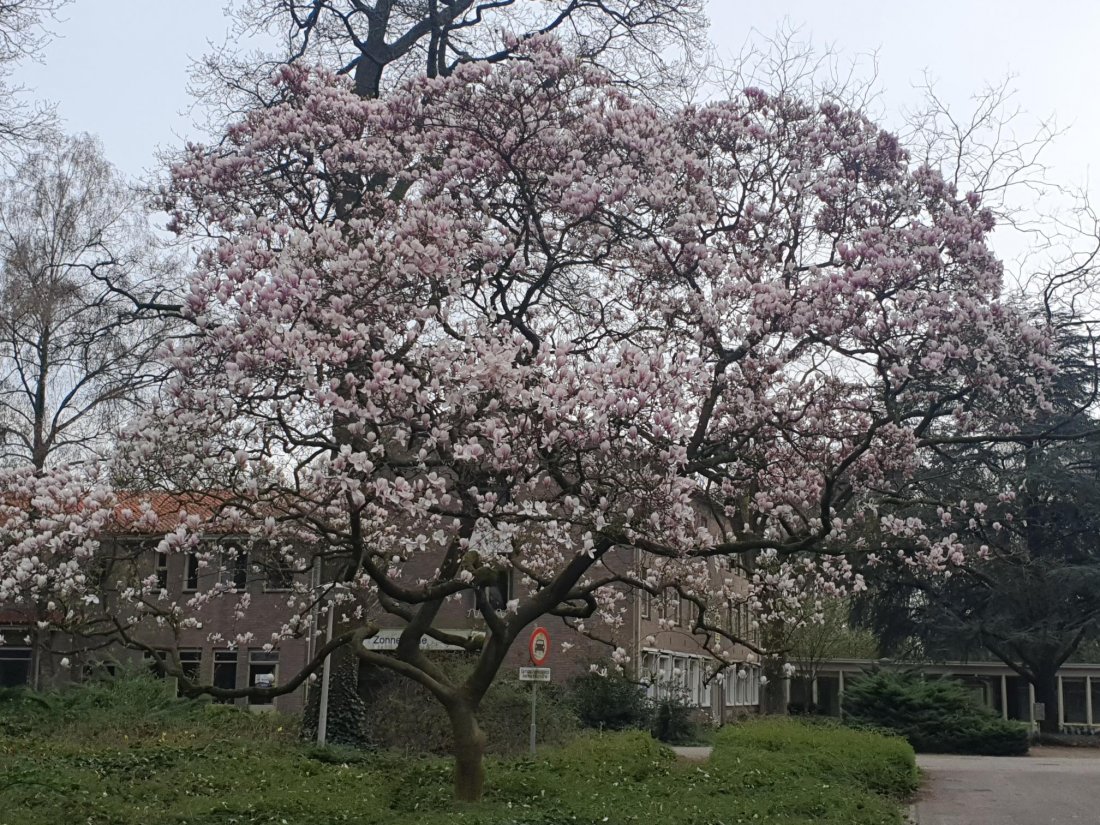 Blog 8: Bomen met herinneringen...